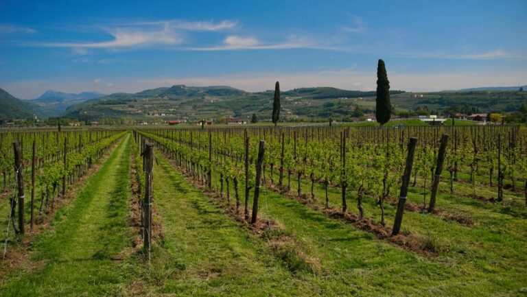 Read more about the article What are the wine regions in Armenia?