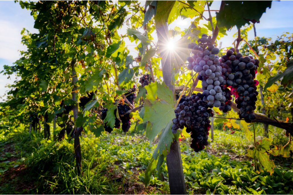 wine regions in Armenia